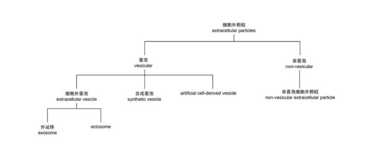 2025植物外泌体抗衰老技术白皮书报告