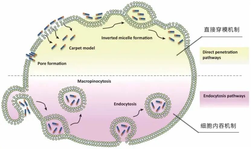 登顶国际认证,珂谧为中国胶原蛋白定标准
